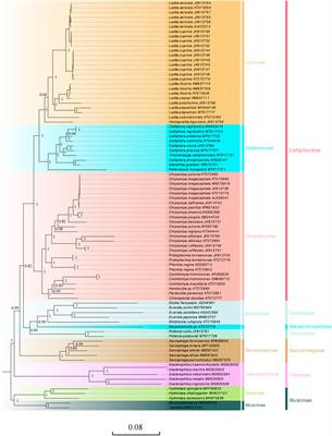 Characterization and Comparative Analysis of Mitochondrial Genomes Among the Calliphoridae (Insecta: Diptera: Oestroidea) and Phylogenetic Implications